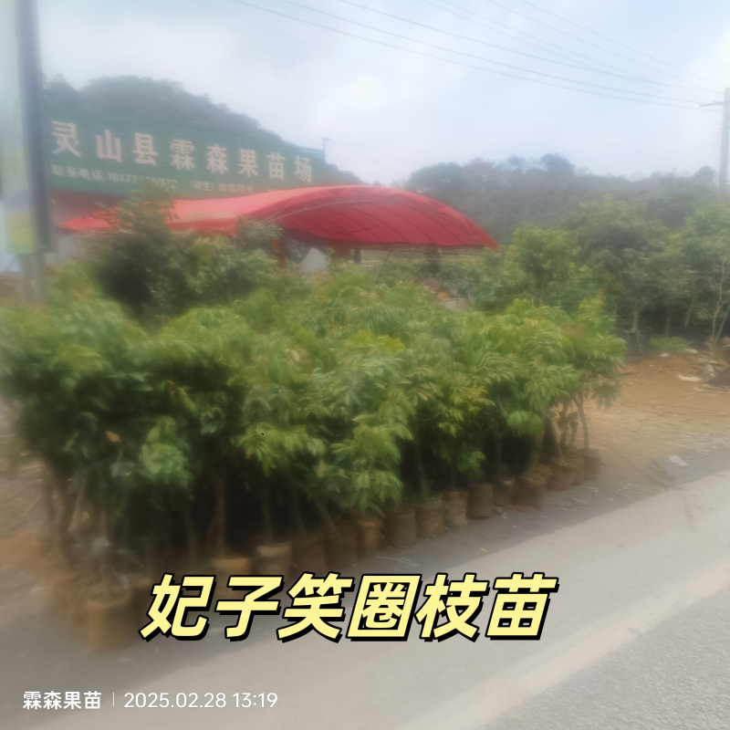 仙进奉，水荔，岭丰糯，情人荔，无核荔，桂花香，妃子笑