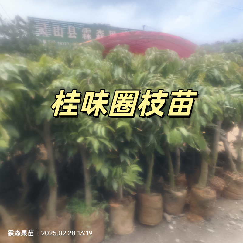 仙进奉，水荔，岭丰糯，情人荔，无核荔，桂花香，妃子笑