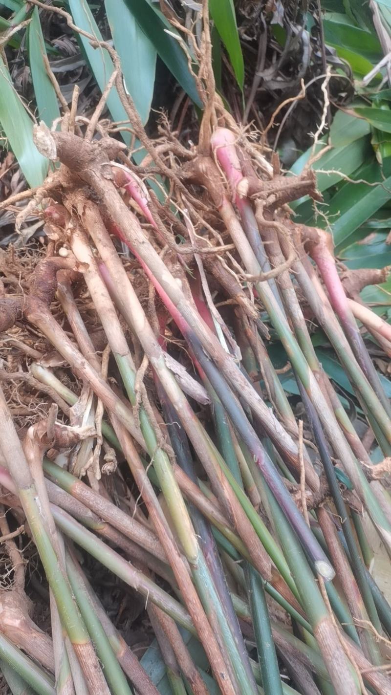 益智仁果苗姜科益智子益智苗植物分株芽苗益智中药材