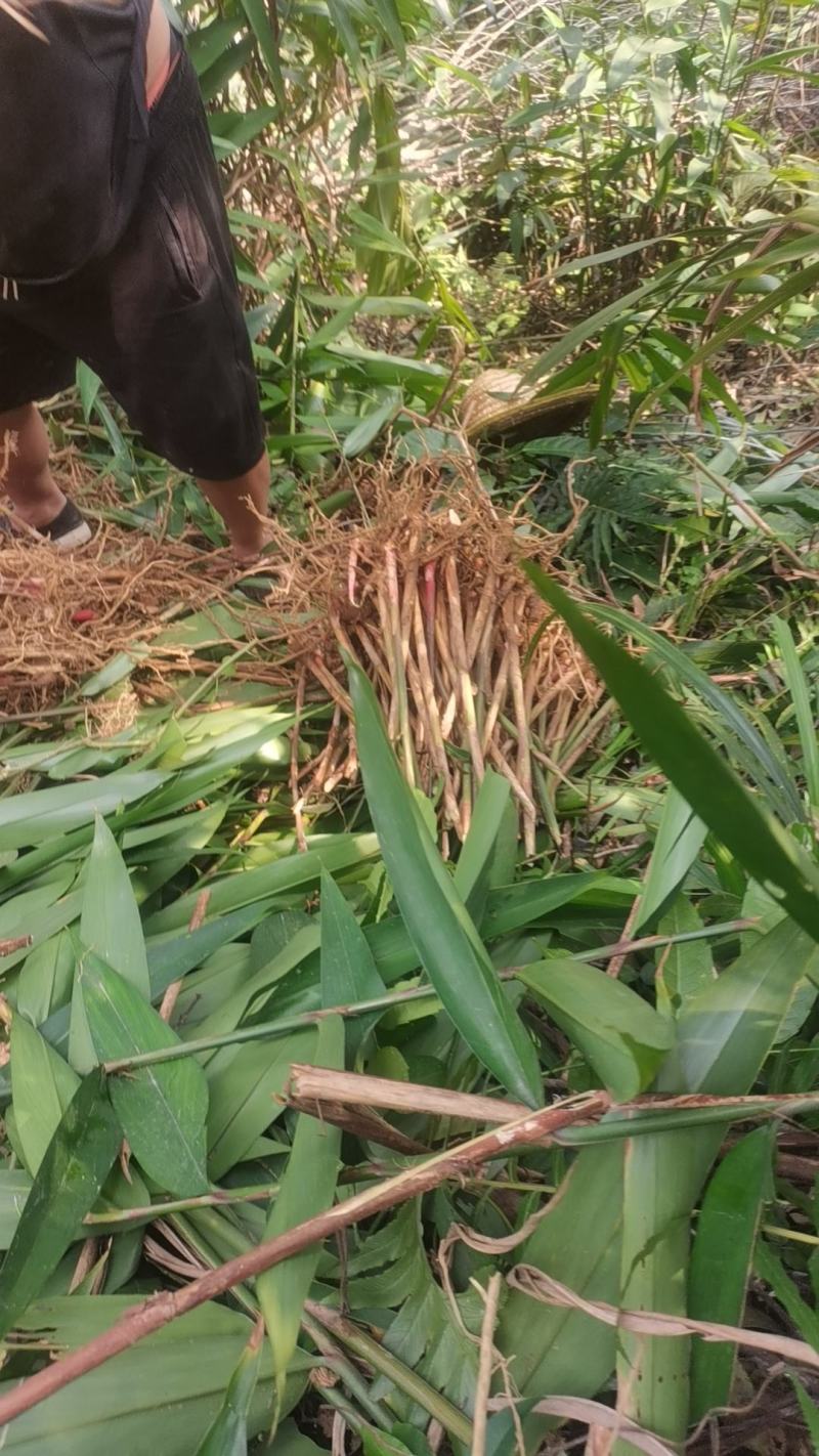 益智仁果苗姜科益智子益智苗植物分株芽苗益智中药材