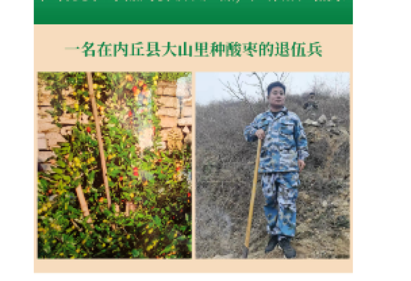 河北内丘道地野生酸枣仁，一个在产地发展酸枣产业的退伍兵。