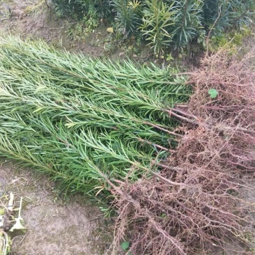 罗汉松米叶罗汉松珍珠罗汉松