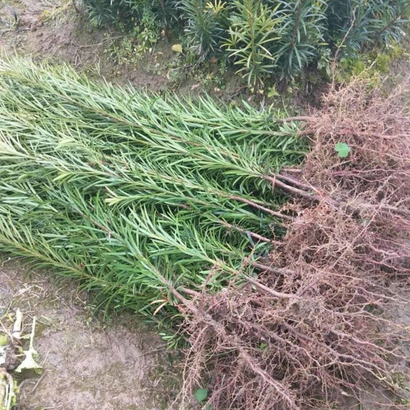 罗汉松米叶罗汉松珍珠罗汉松