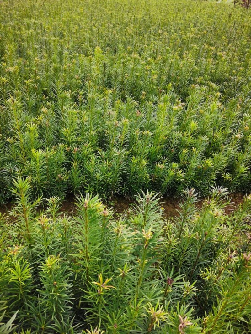 罗汉松米叶罗汉松珍珠罗汉松