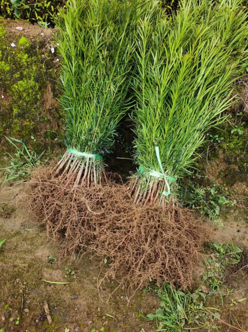 罗汉松米叶罗汉松珍珠罗汉松