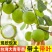 大青枣树苗正宗嫁接台湾高产大果牛奶枣脆甜苹果枣树
