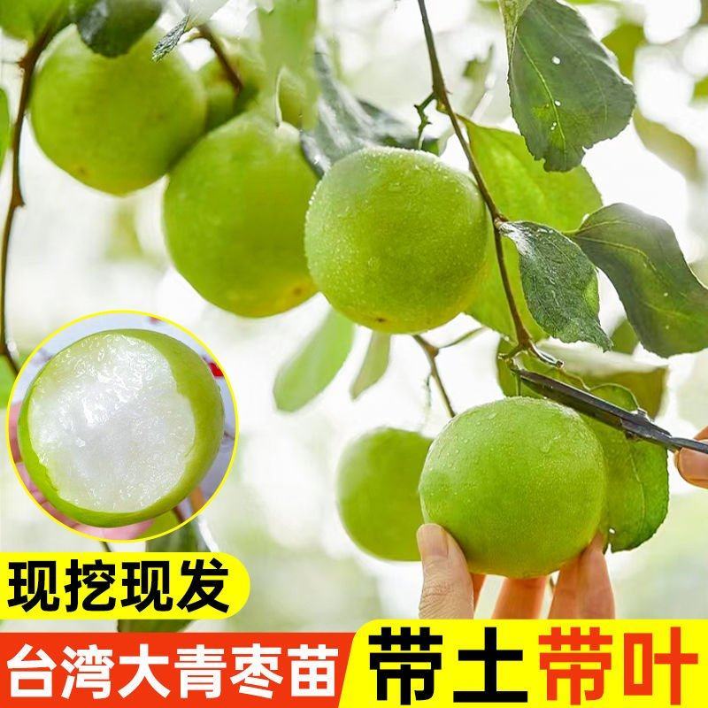 大青枣树苗正宗嫁接台湾高产大果牛奶枣脆甜苹果枣树