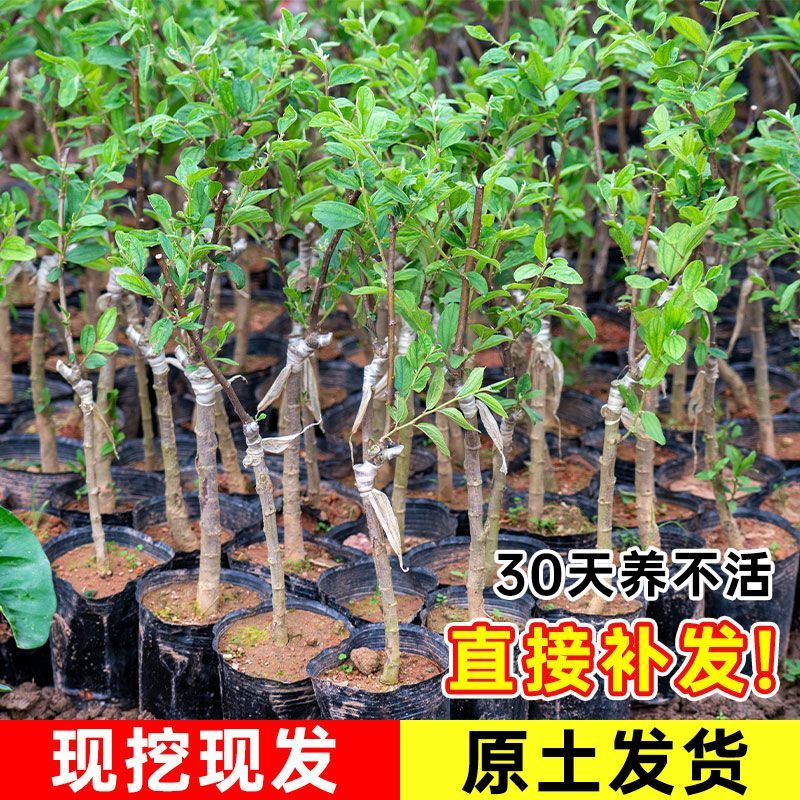 大青枣树苗正宗嫁接台湾高产大果牛奶枣脆甜苹果枣树