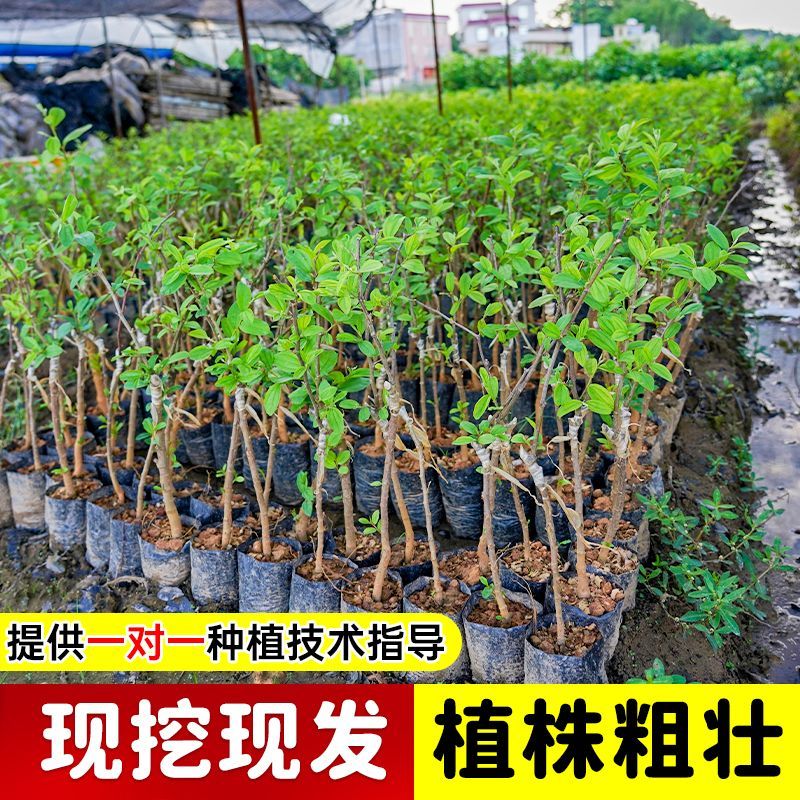 大青枣树苗正宗嫁接台湾高产大果牛奶枣脆甜苹果枣树