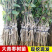 大青枣树苗正宗嫁接台湾高产大果牛奶枣脆甜苹果枣树