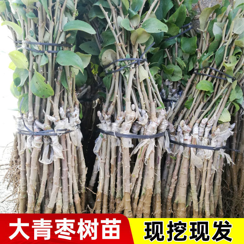 大青枣树苗正宗嫁接台湾高产大果牛奶枣脆甜苹果枣树