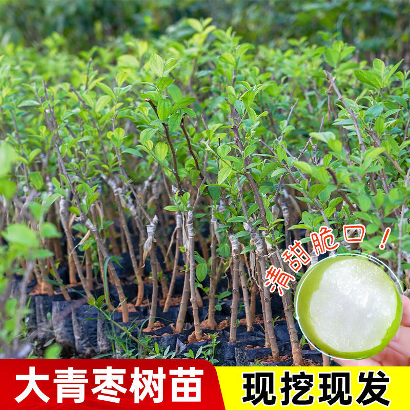 大青枣树苗正宗嫁接台湾高产大果牛奶枣脆甜苹果枣树