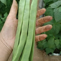 济南市商河县蔬菜大棚种植基地