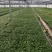 长丰红颜草莓苗基地直发提供技术指导保质保量