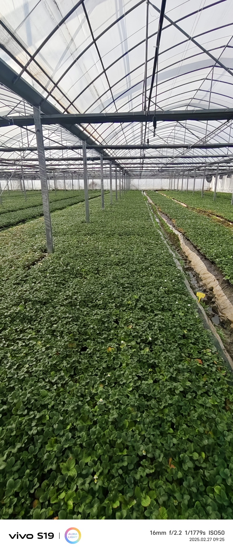 长丰红颜草莓苗基地直发提供技术指导保质保量