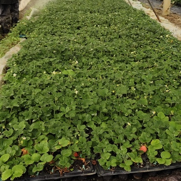 长丰红颜草莓苗基地直发提供技术指导保质保量
