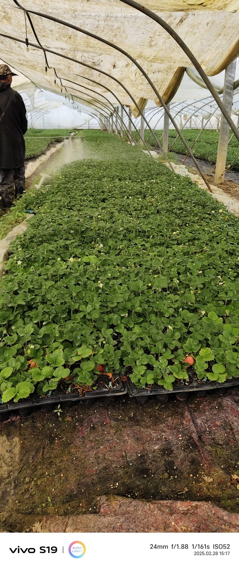 长丰红颜草莓苗基地直发提供技术指导保质保量