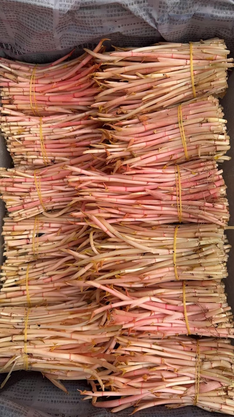 折耳芽