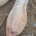 水锈斑蜜本，工厂、学校、食堂都可用