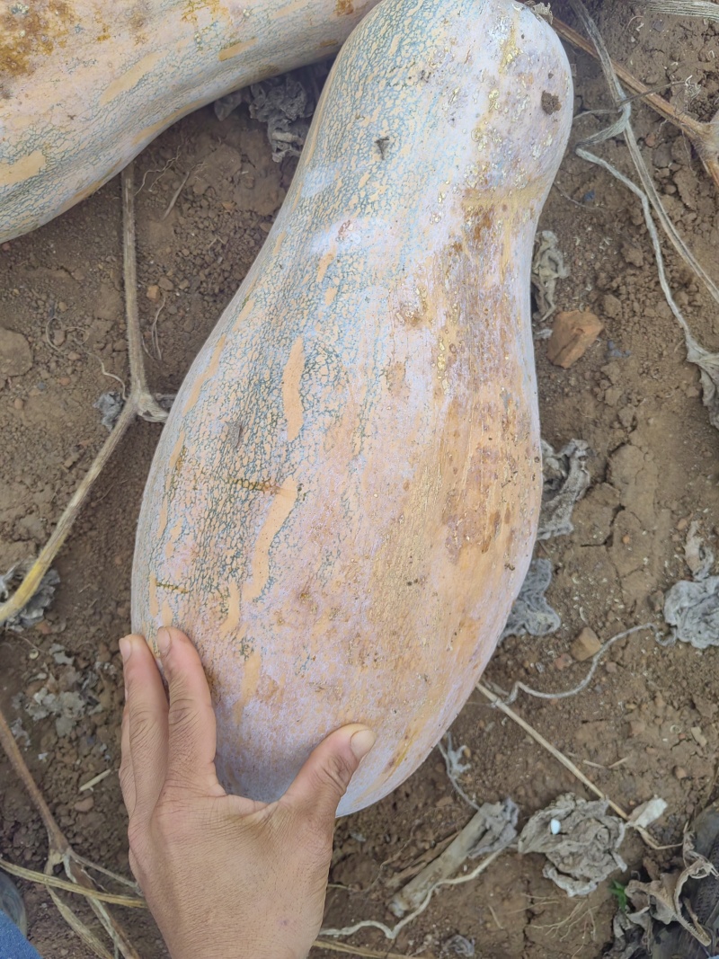 水锈斑蜜本，工厂、学校、食堂都可用