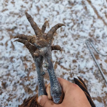 锋子沂蒙土特产