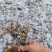 锋子沂蒙土特产