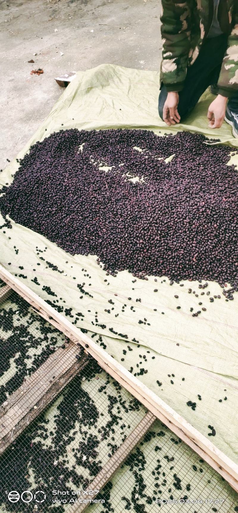 供应稀有小黑花生米