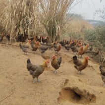 江西崇仁县土麻鸡，天然放养，肉质紧实，味道鲜美