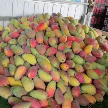一件代发大青芒菠萝果蔬加工芒果削皮