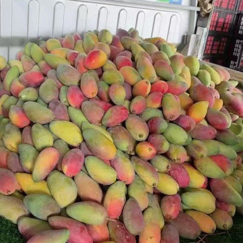 一件代发大青芒菠萝果蔬加工芒果削皮