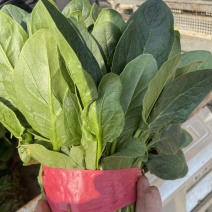 精品大叶菠菜上市品质保证量大从优欢迎来电洽谈