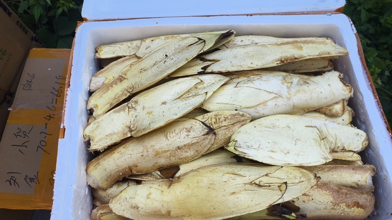 棕包棕笋棕芯棕头