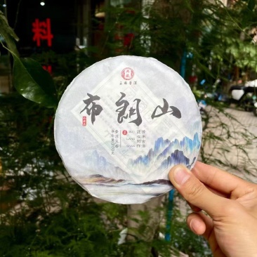 2023年头春古树茶，后期压制成饼