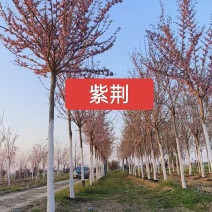 紫荆高杆紫荆丛生紫荆河北定州花灌木绿化苗木花树