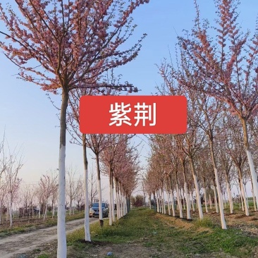 紫荆高杆紫荆丛生紫荆河北定州花灌木绿化苗木花树