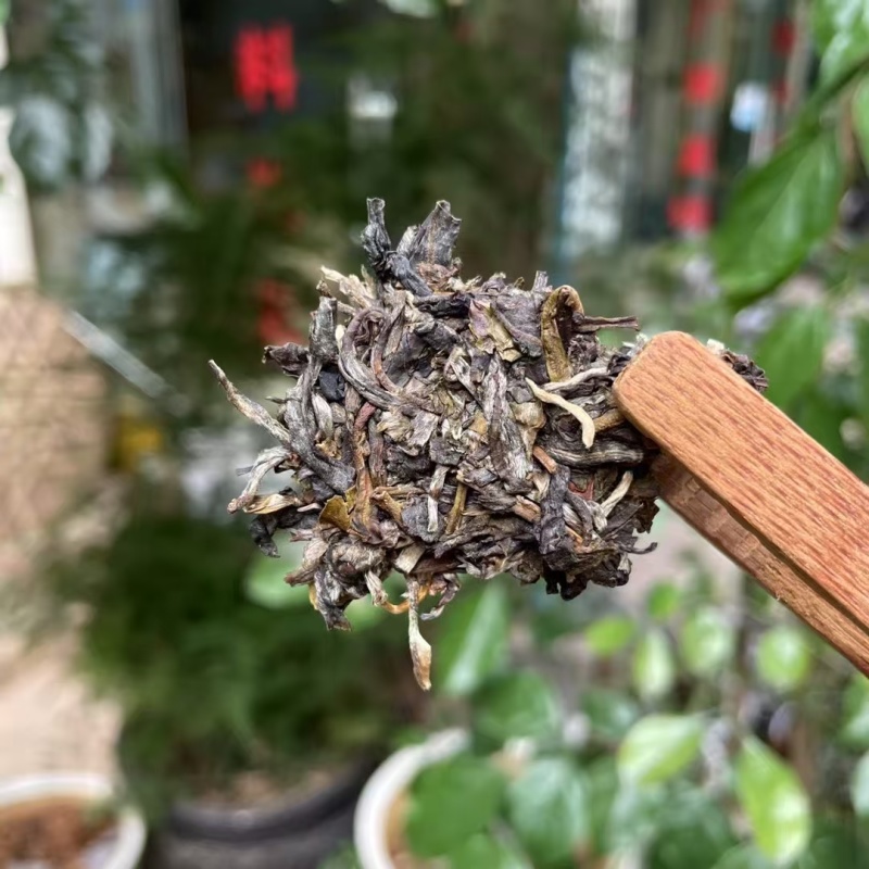 2023年头春古树茶，后期压制成饼