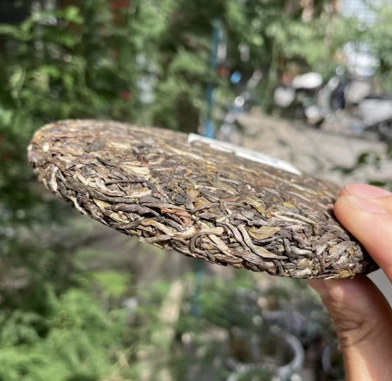2023年头春古树茶，后期压制成饼