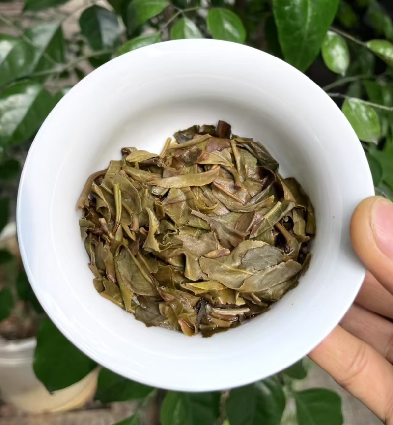 2023年头春古树茶，后期压制成饼