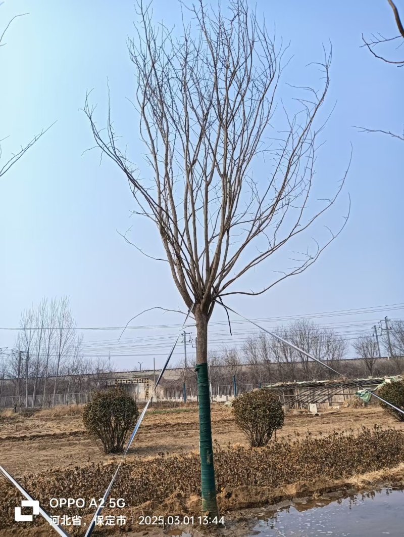 紫荆高杆紫荆丛生紫荆河北定州花灌木绿化苗木花树