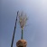 紫荆高杆紫荆丛生紫荆河北定州花灌木绿化苗木花树