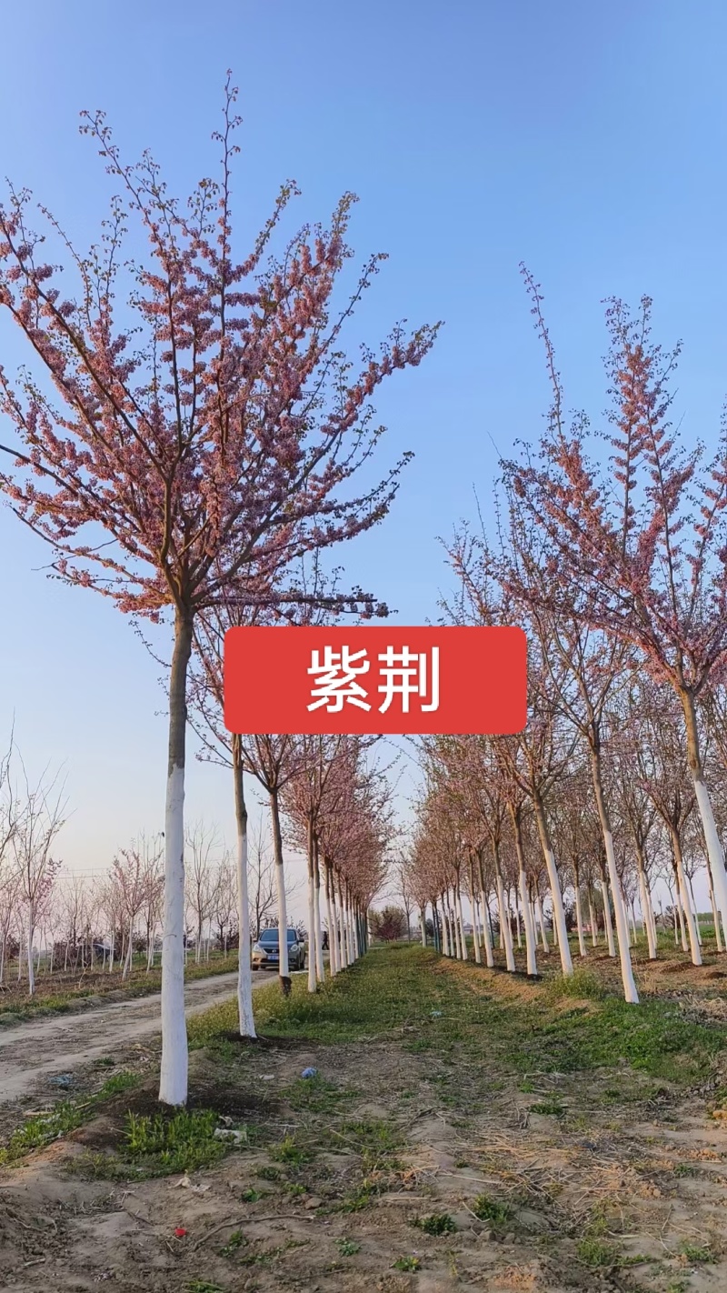 紫荆高杆紫荆丛生紫荆河北定州花灌木绿化苗木花树