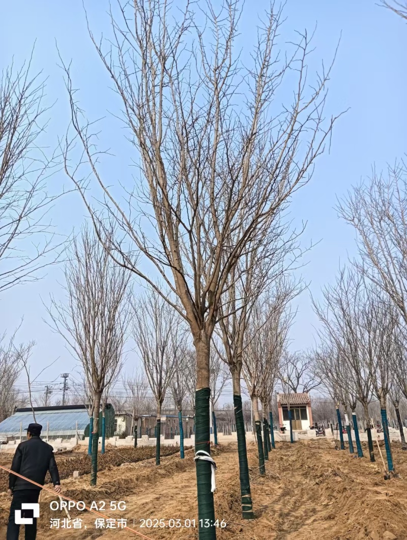 紫荆高杆紫荆丛生紫荆河北定州花灌木绿化苗木花树