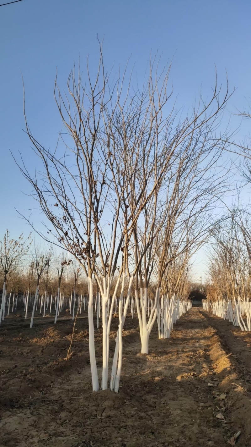 紫荆高杆紫荆丛生紫荆河北定州花灌木绿化苗木花树