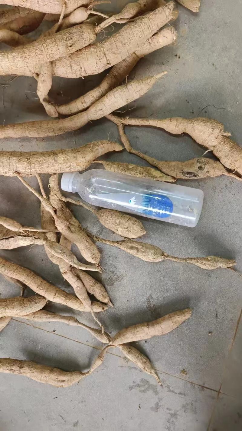 野生牛大力