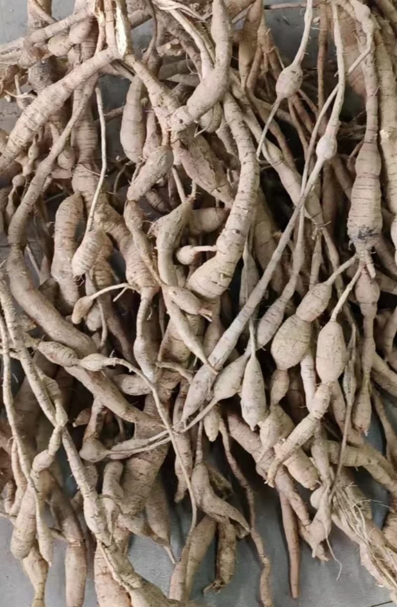 野生牛大力