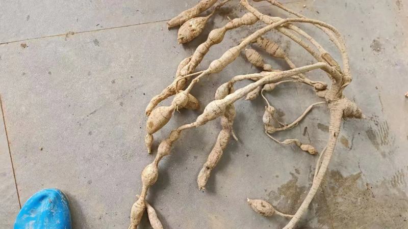野生牛大力