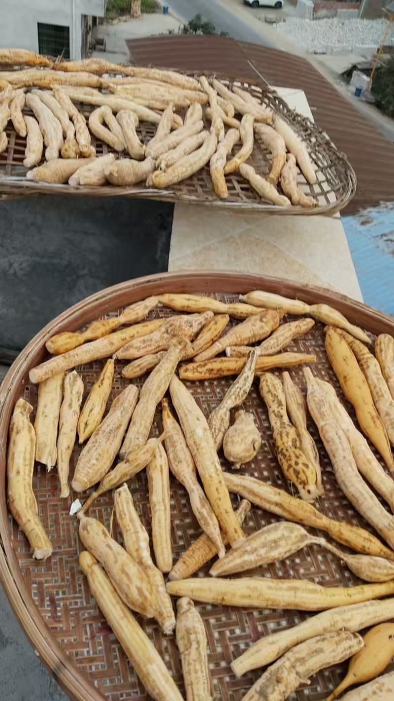 野生牛大力