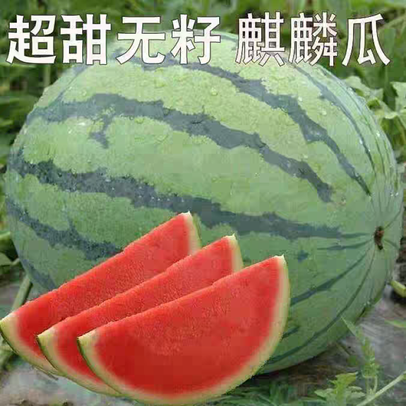 麒麟瓜美都8424西瓜口感甜水分足大红瓤小薄皮产地货源充