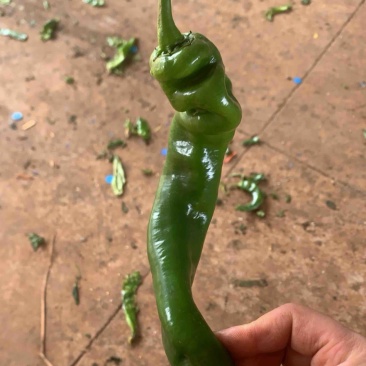 陇椒