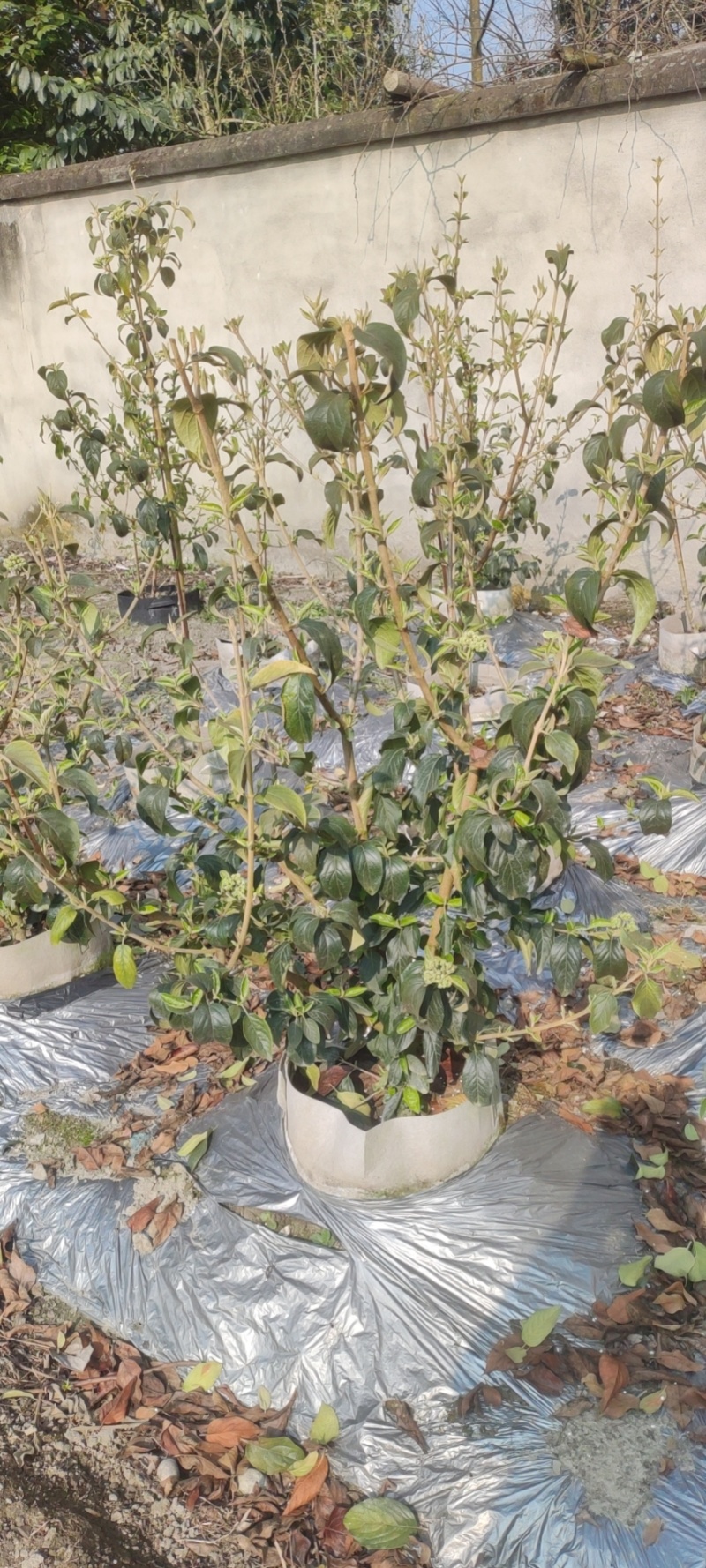 中华木绣球斗球
